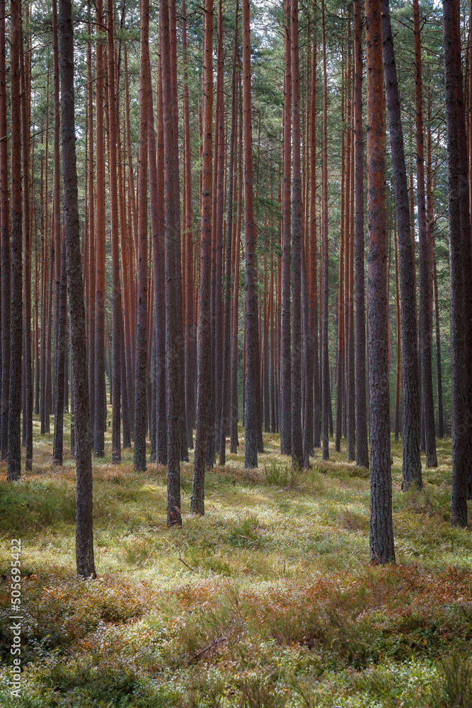 Pine forest. Summer. Daytime. Estonia. Inside the woods.