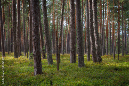Pine forest. Summer. Daytime. Estonia. Inside the woods.