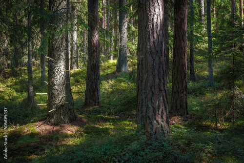 Pine forest. Summer. Daytime. Estonia. Inside the woods. © yegorov_nick