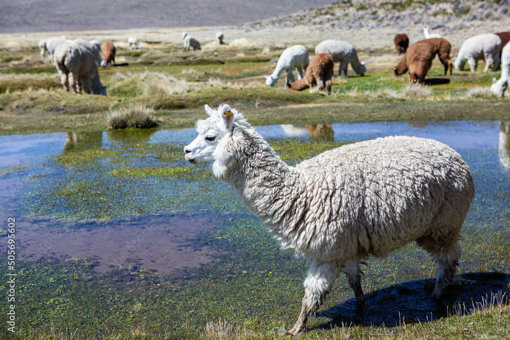 A group of alpacas on pastureland, Andes mountains, Peru