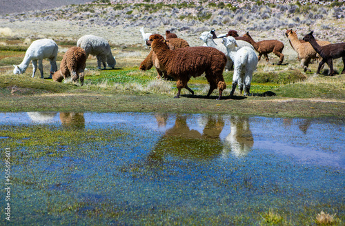 Fototapeta Naklejka Na Ścianę i Meble -  A group of alpacas on pastureland, Andes mountains, Peru