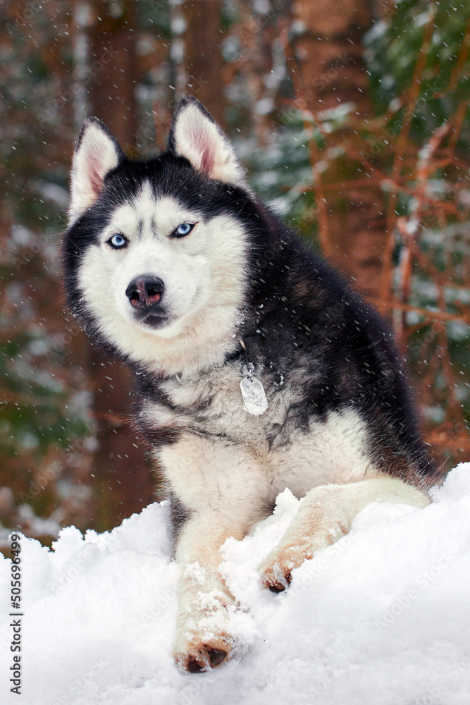 Obraz premium A blue-eyed husky wolf lies in the snow in sunny winter forest. Portrait cute Siberian Husky Dog. Front view.