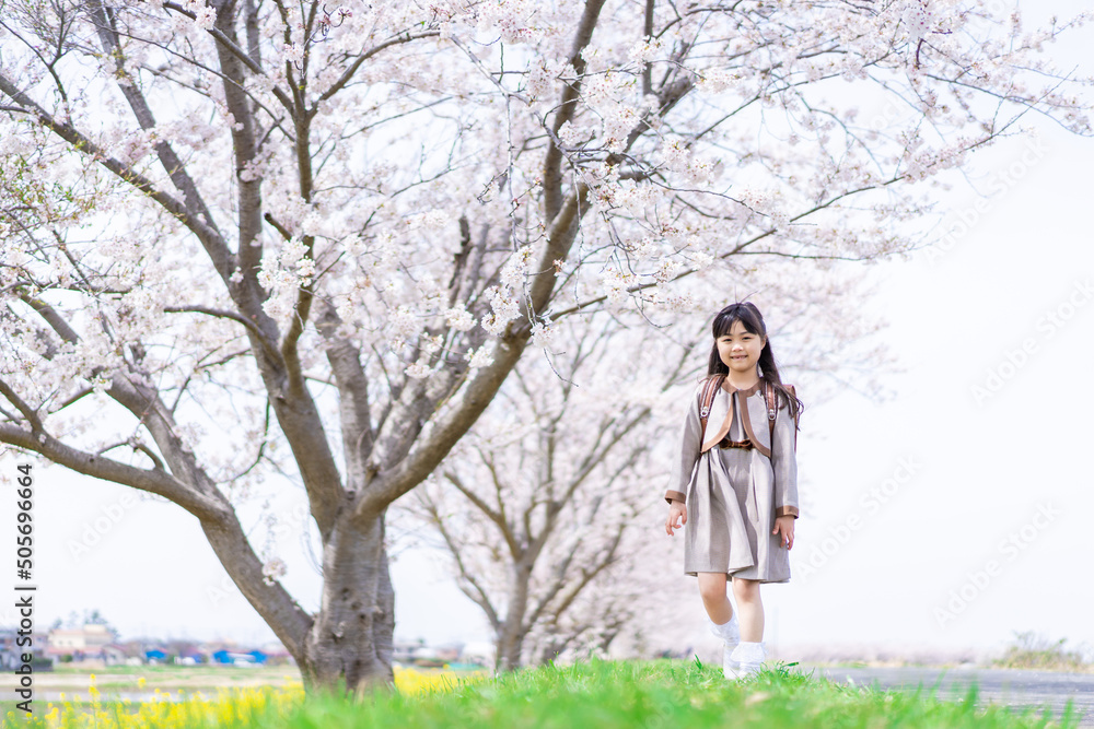 桜並木を歩くランドセルを背負った女の子