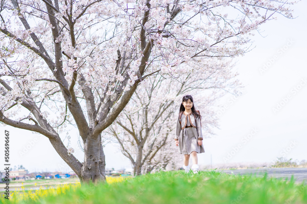 桜並木を歩くランドセルを背負った女の子 桜並木を歩くランドセルを背負った女の子