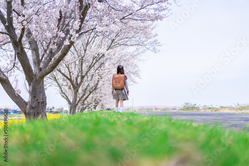 桜並木を歩くランドセルを背負った女の子