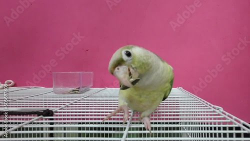 Green-cheeked parakeet or green-cheeked conure use feet to grab sunflower seeds and eat on them.. It's a popular pet in Thailand. photo