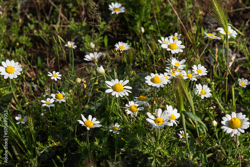 Flowers of wild meadow chamomile on a sunny day.