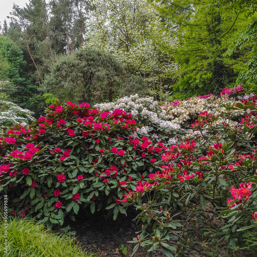 Rhododendronpark Gristede Deutschland