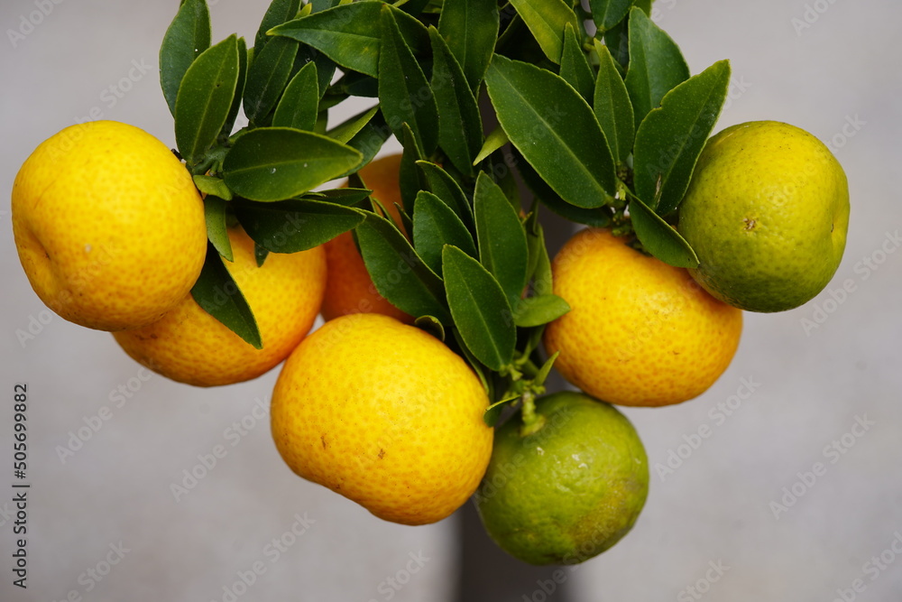 
Citrus myrtifolia ,Hardas, the myrtle-leaved orange tree, is a species of Citrus with foliage similar to that of the common myrtle. Rutaceae family.