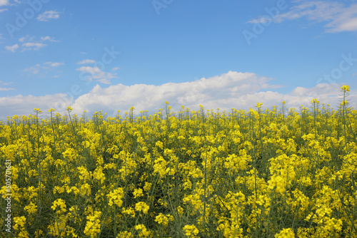 beautiful Rapeseed flowers against blue sky with white clouds. Agricultural Landscape. Time of flowering bright yellow Canola field.