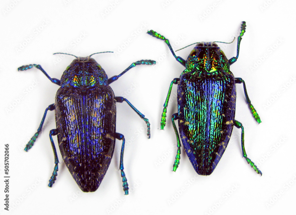 Iridescent metallic blue jewel beetles Polybothris sumptuosa gemma from