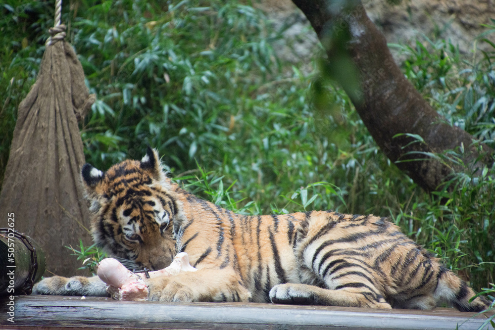 Obraz premium 子とら