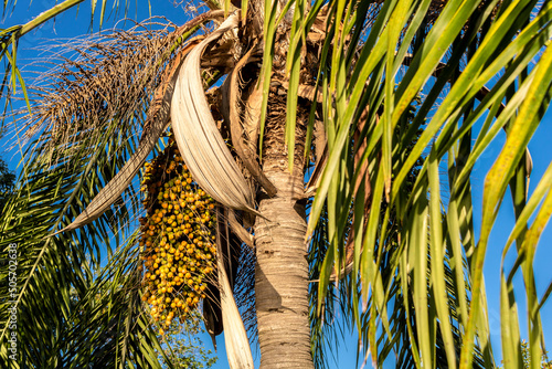 Jeriva palm tree and fruits (Syagrus romanzoffiana). Native palm of the Brazilian Atlantic Forest. Plant of the Palmae family. Yellow, oval fruit. photo