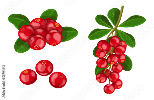 Set of fresh red cranberries in cartoon style. Vector illustration of berries large and small sizes on the crowns with leaves and separately on white background.