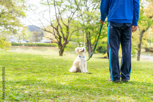 マルチーズ ドッグトレーニング 小型犬 しつけ かわいい 訓練