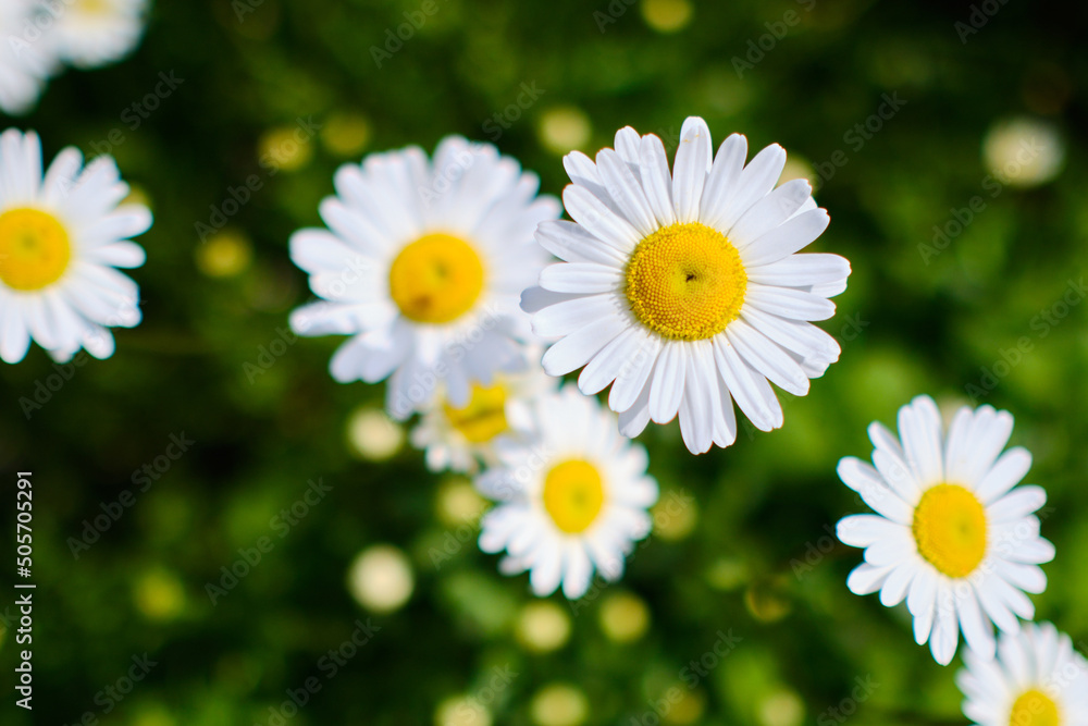 Obraz premium Oxeye daisy flower