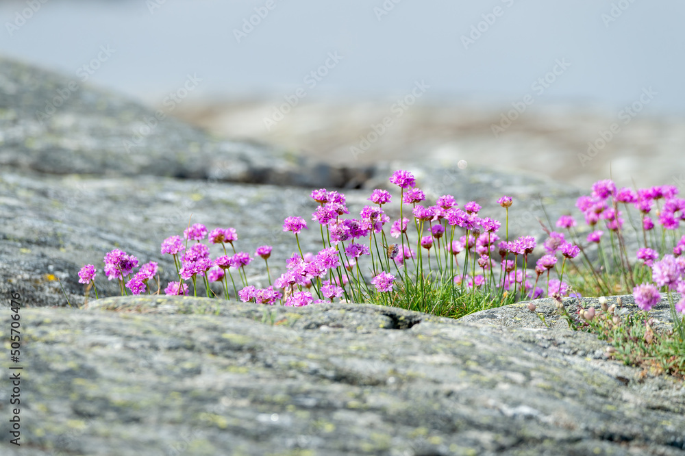 Flower photography with summer feeling. Thrift, Armeria maritima, pink flowers growing in the archipelago. Shallow depth of field. Blurred, bokeh, background. Copy space with place for text.