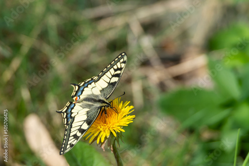 Old World swallowtail, Papilio machaon. Black and yellow butterfly sitting on a flower. Insect photography taken in Sweden in summer. Natural background, place for text, copy space.