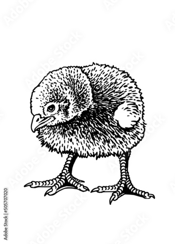 Hand-drawn vector chick isolated on white background, domestic animal, grahical element photo