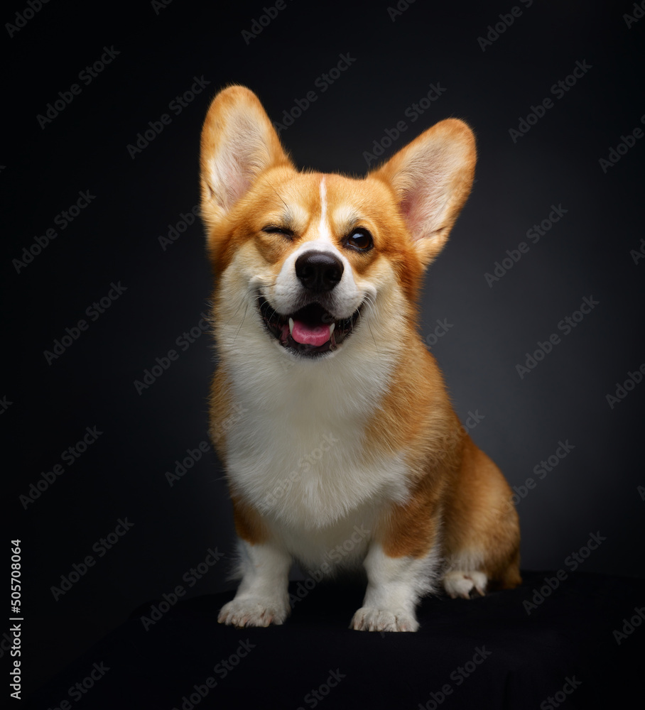 Smiling corgi dog sitting on black background in studio Smiling corgi dog sitting on black background in studio