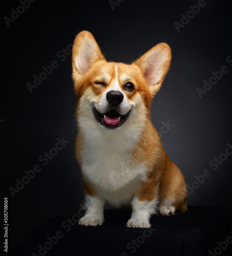 Smiling corgi dog sitting on black background in studio