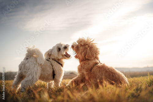 Zwei raufende Hunde (Malteser & Labradoodle)