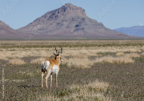 Pronghorn Antelope Buck in Utah
