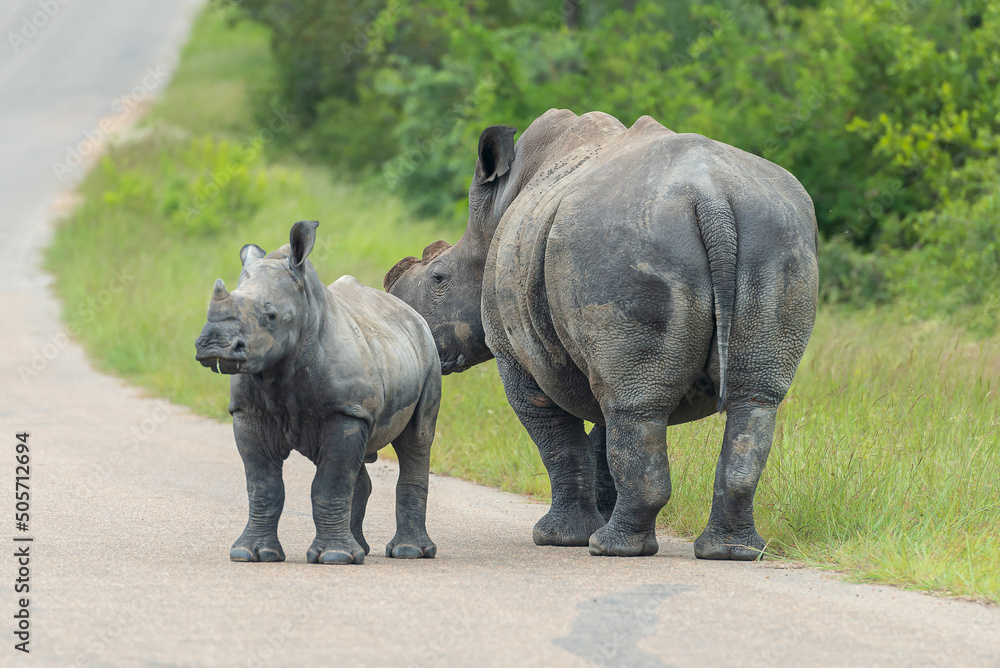 Fototapeta premium White rhinoceros - Ceratotherium simum - mother and calf crossing road. Dehorned because of poaching. Photo from Kruger National Park in South Africia.