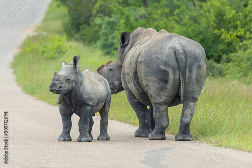 White rhinoceros - Ceratotherium simum - mother and calf crossing road. Dehorned because of poaching. Photo from Kruger National Park in South Africia.