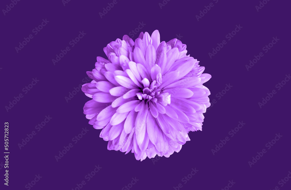 Top veiw, brigness single chrysanthemums flower purple color blossom blooming  isolated on dark blue violet background for stock photo or illustration, summer plants
