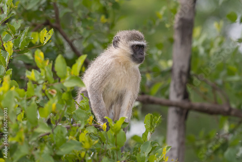 Vervet monkey - Chlorocebus pygerythrus - sitting on tree and watching. Photo from Kruger National Park. photo
