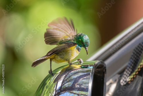 Colorful collared sunbird - Hedydipna collaris - watching himself in car mirror. Photo from Kruger National Park in South Africa.