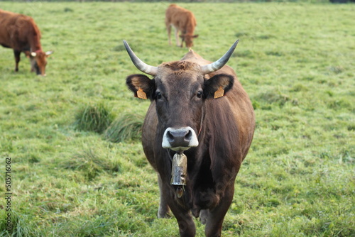 Vacas en el campo de Asturias  Espa  a 