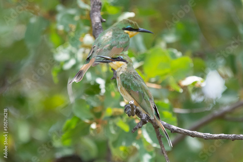  Two little bee-eaters - Merops pusillus - perched with green background with leaves. Photo from Kruger National Park in South Africa. photo