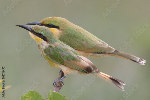 Two little bee-eaters - Merops pusillus - on perch on green background Fototapet