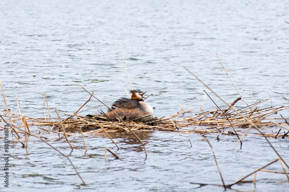 Podicipedidae, cristatus in the nest, Waterfowl sitting in the nest Podicipedidae, cristatus in the nest, Waterfowl sitting in the nest
