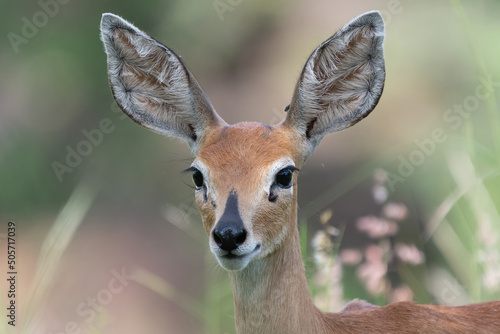 Portrait of cute steenbok - Raphicerus campestris - with vegetation in background. Photo from Kruger National Park in South Africa. photo