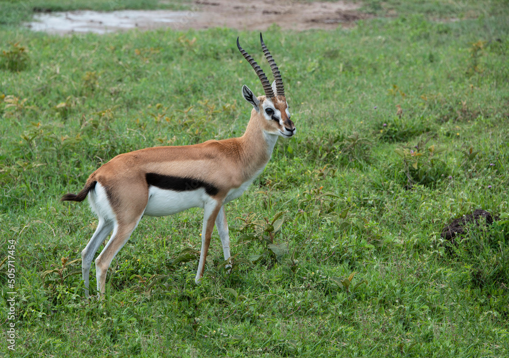 Φωτογραφία Thompson's gazelle buck stag male with long spiral twisted horns in Serengeti of