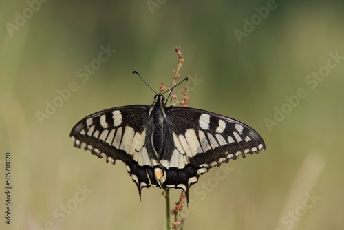 Back of a Beautiful Machaon butterfly in a park near Lyon in France.