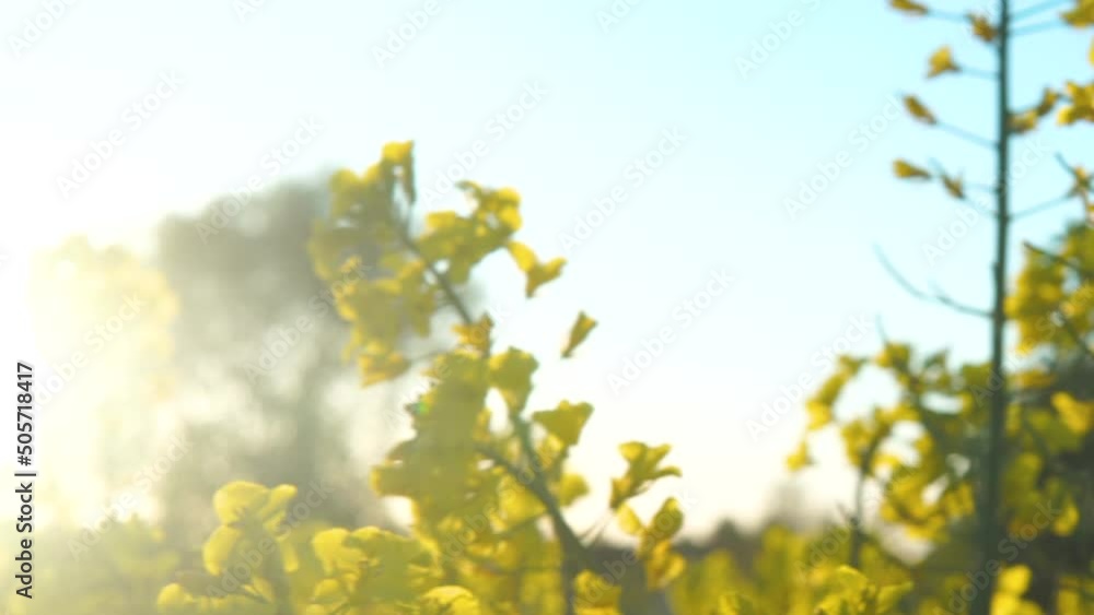 Vibrant View Of The Yellow Flowering Rapeseed Plant During The Day. Lateral- Selective Focus Vibrant View Of The Yellow Flowering Rapeseed Plant During The Day. Lateral- Selective Focus