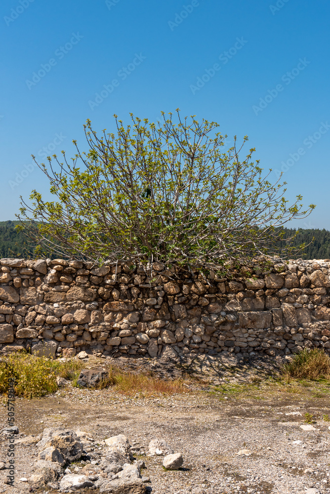 Fig tree growing among the ruins at Tel Megiddo National Park is an archaeological site. Also known as Armageddon.
