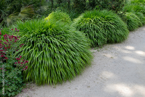 Obraz na plátne Hakonechloa macra or japanese forest grass ornamental plant with cascading mound