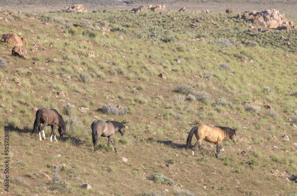 Fototapeta premium Wild Horses in the Utah Desert in Springtime