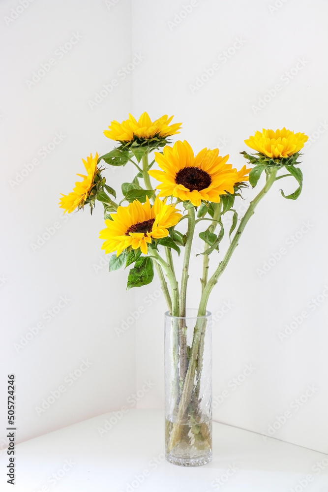 Bright yellow healthy sunflowers (Helianthus) blooming in a cylindrical glass vase displayed on the corner of a white table against white wall, adding warm colour and tones to home interior