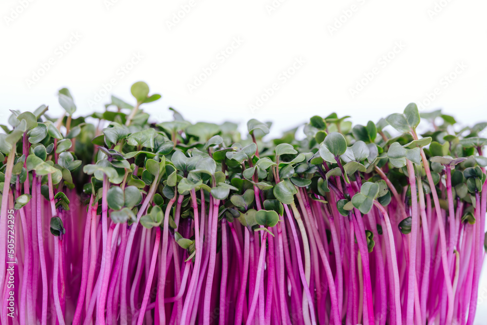 Fotografie radish china rose on a white background