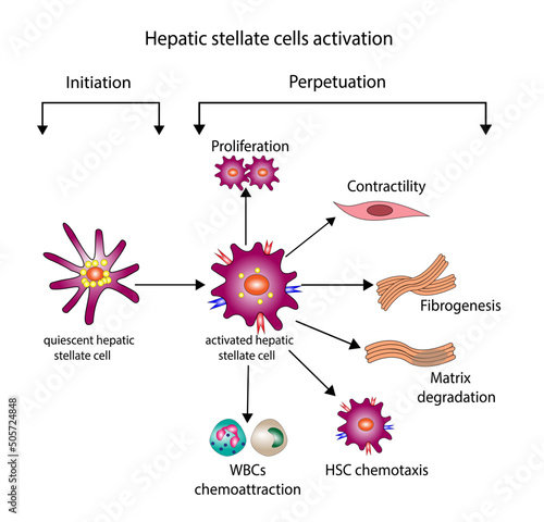 hepatic stellate cell (HSC) activation involving initiation and perpetuation processes.  Hepatic fibrosis, liver fibrosis pathogenesis