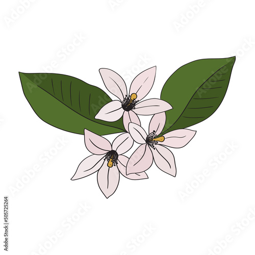 Lemon or orange flowers, citrus buds. Botanical decor for cards and invitations