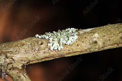 Blue white little piece of linchen dry moss growing on a tree branch with blurred dark brown backgorund photo