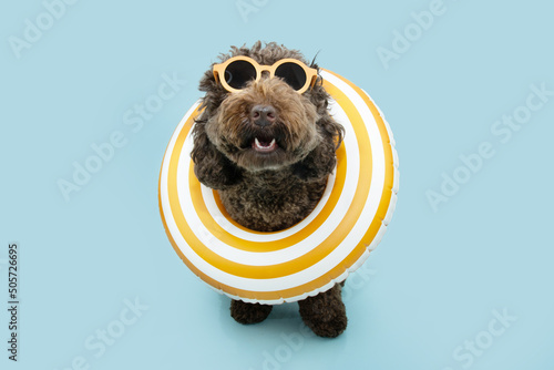 Portrait dog summer, funny poodle puppy inside of a yellow inflatable. Isolateed on blue pastel backgroun photo