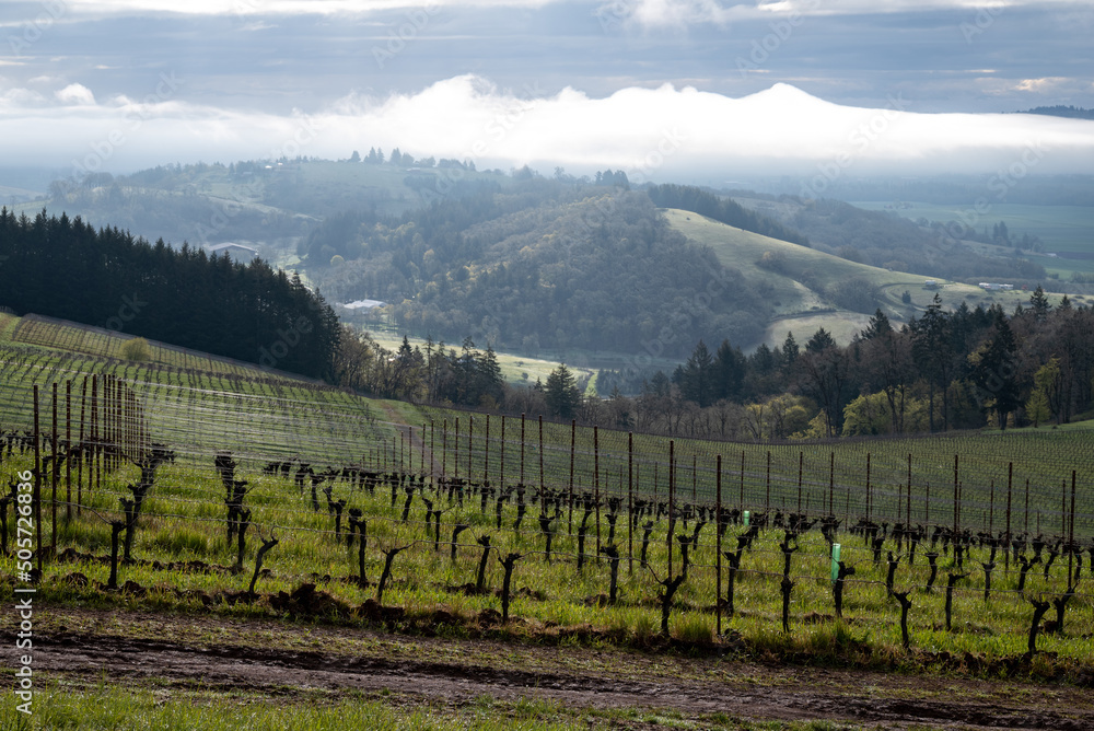 Φωτογραφία Metal posts and horizontal wires of trellised vines stand out against green grass in an Oregon vineyard, bare trunks and pruned vines dormant for winter
